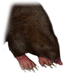 Maulwurf