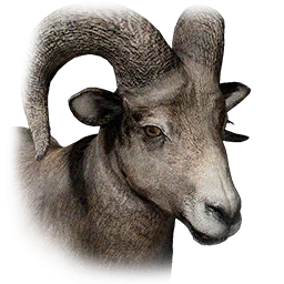 Mountain Goat