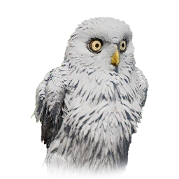 Búho