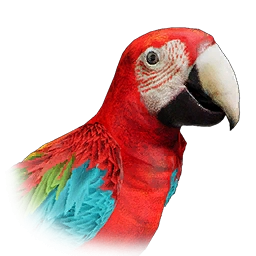 Creature Parrot Crimson Desert Aerial Creatures: Parrots