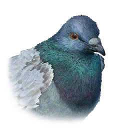 Pigeon