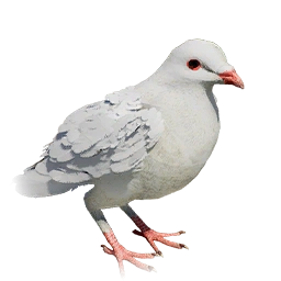 Pigeon