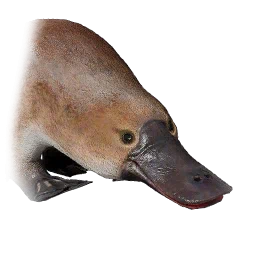 Schnabeltier