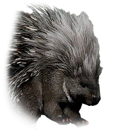 Stachelschwein