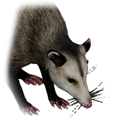 Opossum