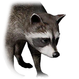 Waschbär