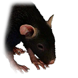Feldmaus