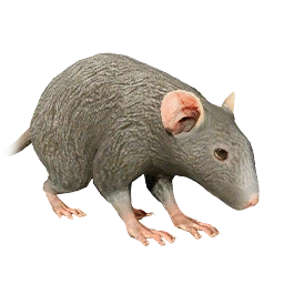 灰色の野ネズミ
