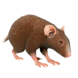 赤い野ネズミ