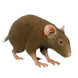 茶色の野ネズミ