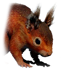 Eichhörnchen