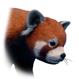 レッサーパンダ