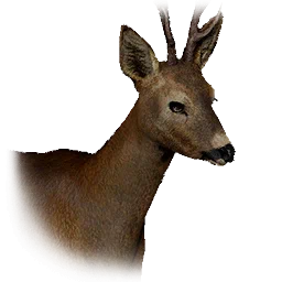Roe Deer