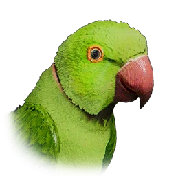 Cotorra de Kramer