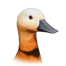 Ruddy Shelduck