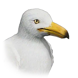 Seagull