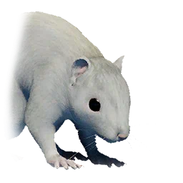 Schneehörnchen
