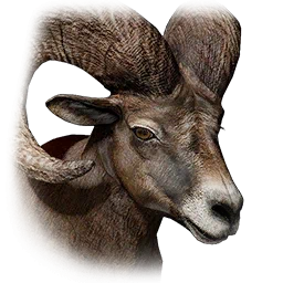 Snow Mountain Goat