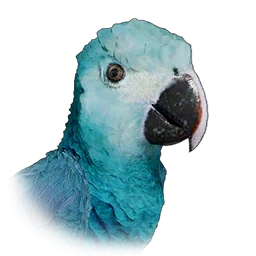 Guacamayo azul