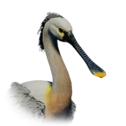 Espátula