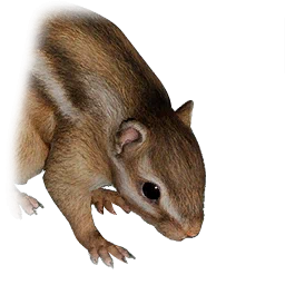 Erdhörnchen