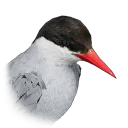 Common Tern