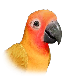 Cotorrita del sol