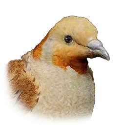 Sand Grouse
