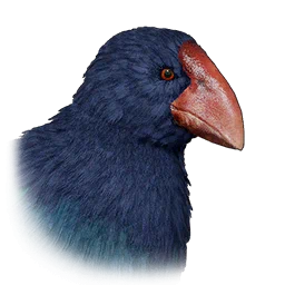 Calamón