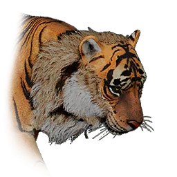 Tigre