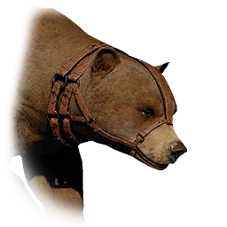 Oso capturado
