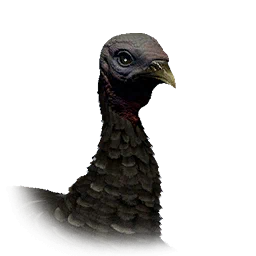 Pavo