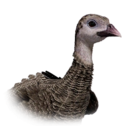 Peru Filhote