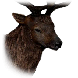Elk
