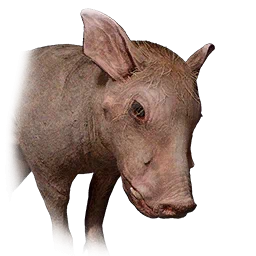 Warzenferkel