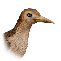 Rascón