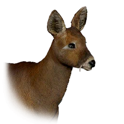 Water Deer