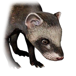 Wiesel