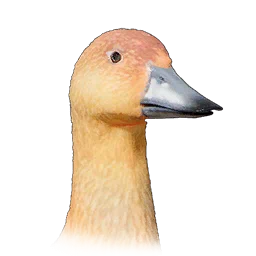 Whistling Duck