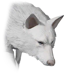 Lupo bianco