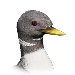 Yellow-Billed Loon