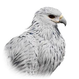 Gyrfalcon