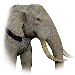Elefante