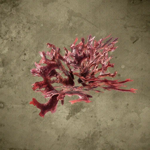 Red Seaweed Research Halted