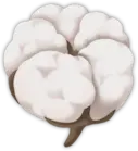 Cotton