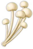 Enoki Mushrooms