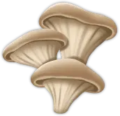 Oyster Mushrooms