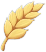 Wheat
