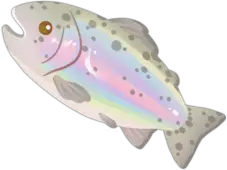 Rainbow Trout