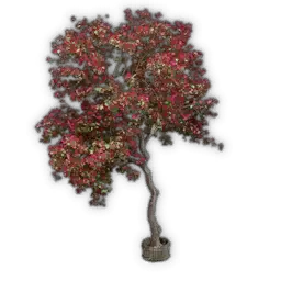 Bougainvillea-Baum